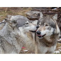 Donate to Wolf Park