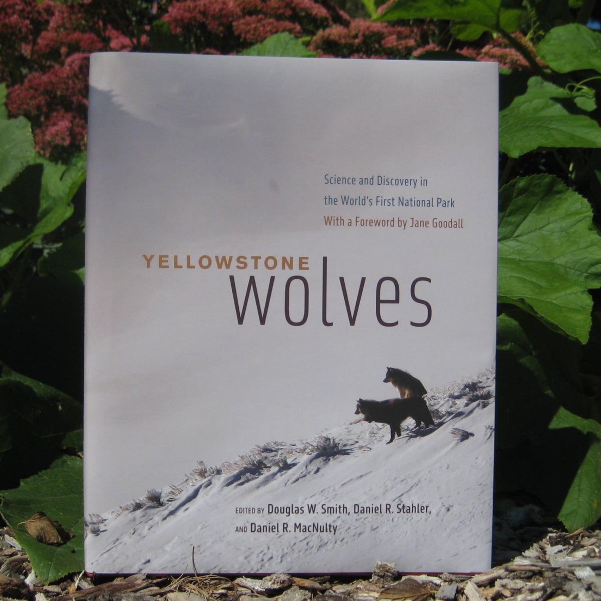 Yellowstone Wolves – Wolf Park